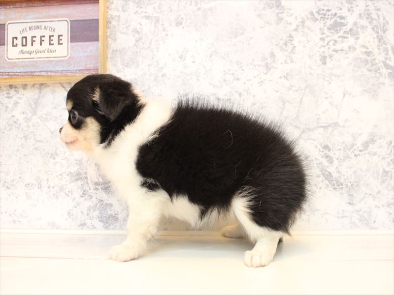 福岡県のチワワ(ロング) (ワンラブ福岡総本店/2025年11月29日生まれ/女の子/ブラックタンホワイト)の子犬の3枚目の画像