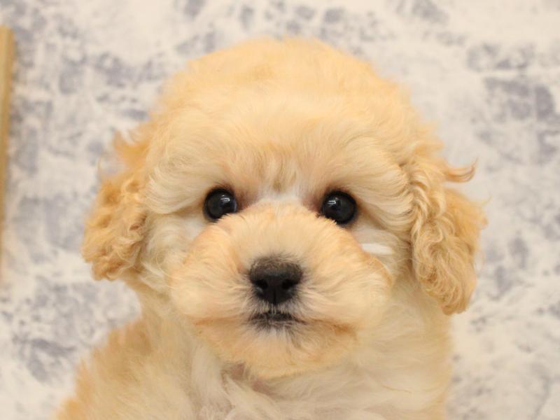 神奈川県のトイプードル(トイ) (ワンラブフレスポ小田原シティーモール店/2025年11月30日生まれ/男の子/クリーム)の子犬の1枚目の画像