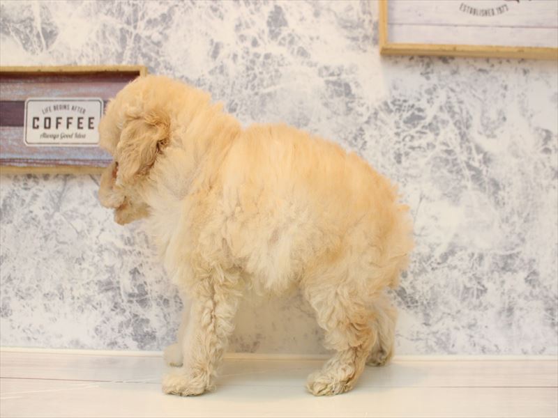 神奈川県のトイプードル(トイ) (ワンラブフレスポ小田原シティーモール店/2025年11月30日生まれ/男の子/クリーム)の子犬の3枚目の画像