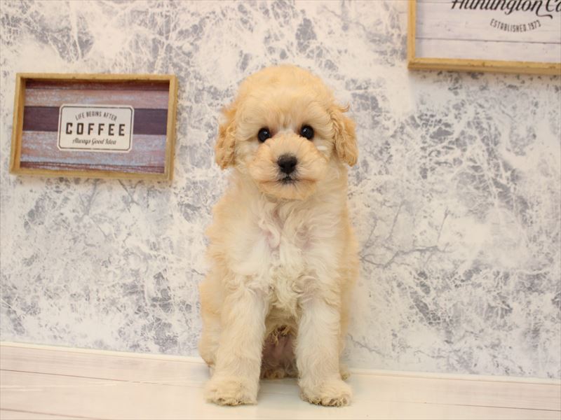 神奈川県のトイプードル(トイ) (ワンラブフレスポ小田原シティーモール店/2025年11月30日生まれ/男の子/クリーム)の子犬の2枚目の画像