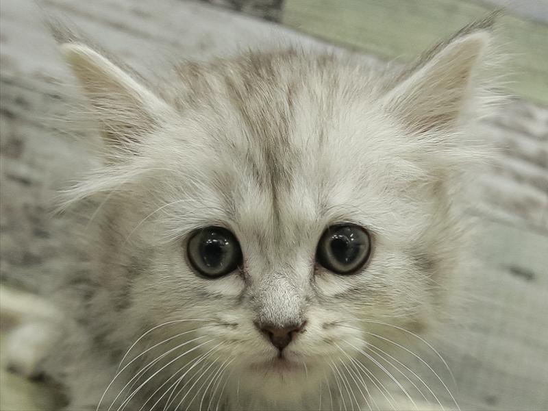 愛知県のラガマフィン (ワンラブ名古屋守山インター総本店/2025年11月29日生まれ/男の子/シルバータビーホワイト)の子猫の1枚目の画像