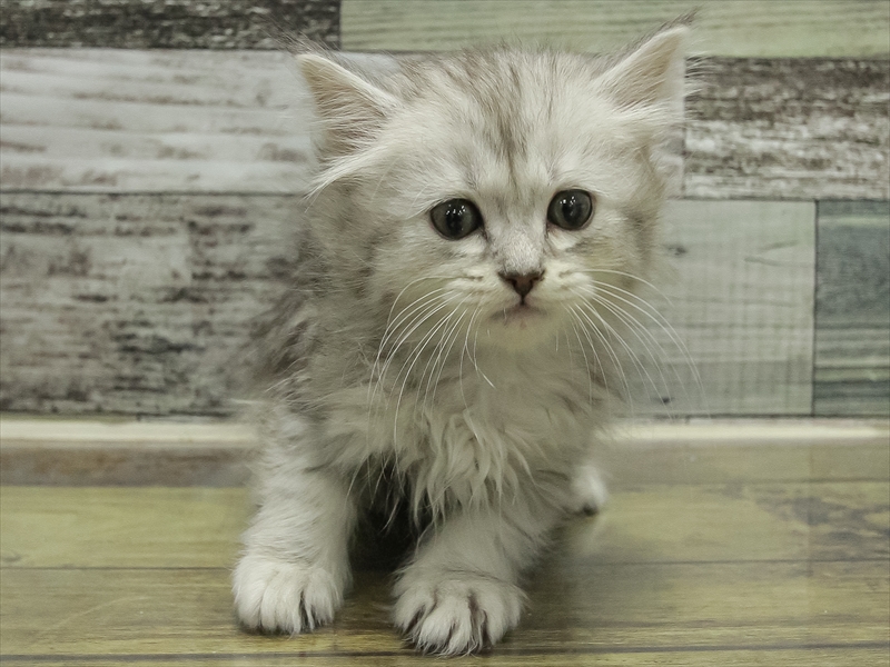 愛知県のラガマフィン (ワンラブ名古屋守山インター総本店/2025年11月29日生まれ/男の子/シルバータビーホワイト)の子猫の3枚目の画像