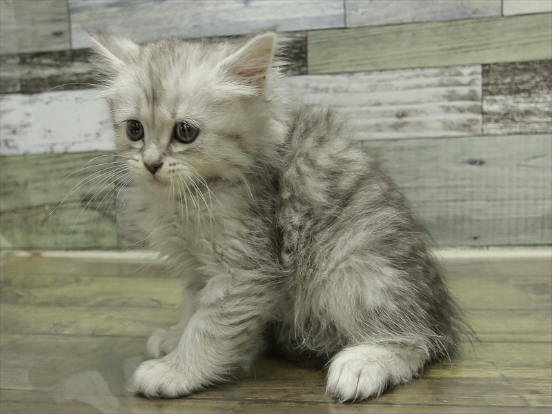 愛知県のラガマフィン (ワンラブ名古屋守山インター総本店/2025年11月29日生まれ/男の子/シルバータビーホワイト)の子猫の2枚目の画像