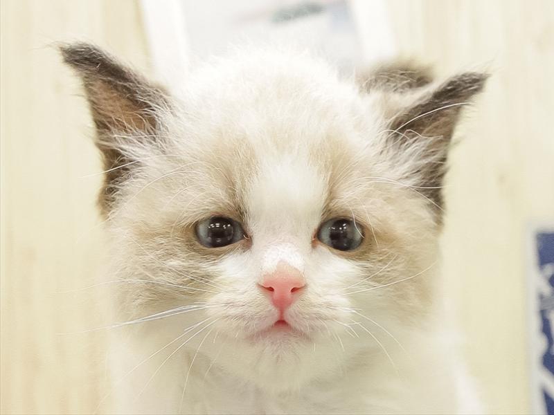 愛知県のラグドール (ワンラブニャンラブ名古屋本店（猫専門店）/2025年11月28日生まれ/男の子/シールポイントバイカラー)の子猫の1枚目の画像
