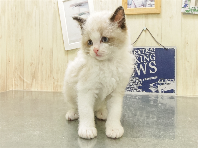 愛知県のラグドール (ワンラブニャンラブ名古屋本店（猫専門店）/2025年11月28日生まれ/男の子/シールポイントバイカラー)の子猫の3枚目の画像
