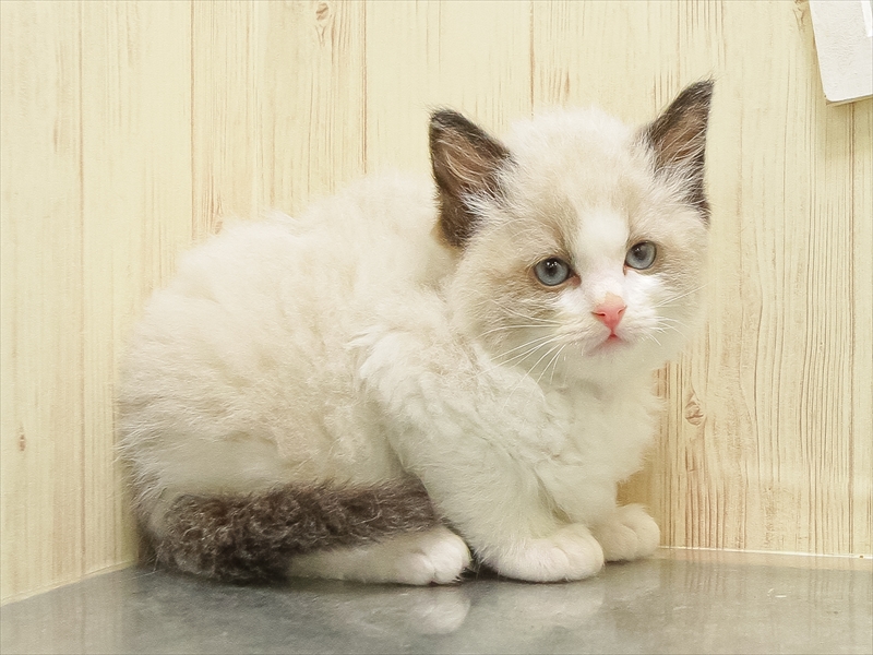 愛知県のラグドール (ワンラブニャンラブ名古屋本店（猫専門店）/2025年11月28日生まれ/男の子/シールポイントバイカラー)の子猫の2枚目の画像