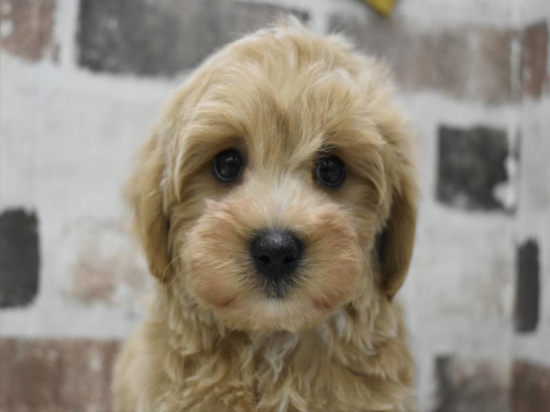 愛知県のマルプー(マルチーズ×プードル) (ワンラブ名古屋守山インター総本店/2025年11月29日生まれ/男の子/アプリコット)の子犬の1枚目の画像