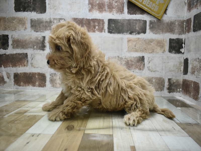 愛知県のマルプー(マルチーズ×プードル) (ワンラブ名古屋守山インター総本店/2025年11月29日生まれ/男の子/アプリコット)の子犬の3枚目の画像