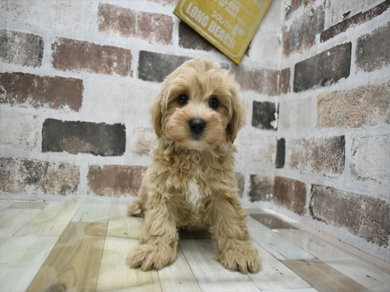 愛知県のマルプー(マルチーズ×プードル) (ワンラブ名古屋守山インター総本店/2025年11月29日生まれ/男の子/アプリコット)の子犬の2枚目の画像
