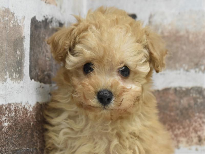 愛知県のトイプードル(トイ) (ワンラブ名古屋守山インター総本店/2025年11月29日生まれ/女の子/アプリコット)の子犬の1枚目の画像