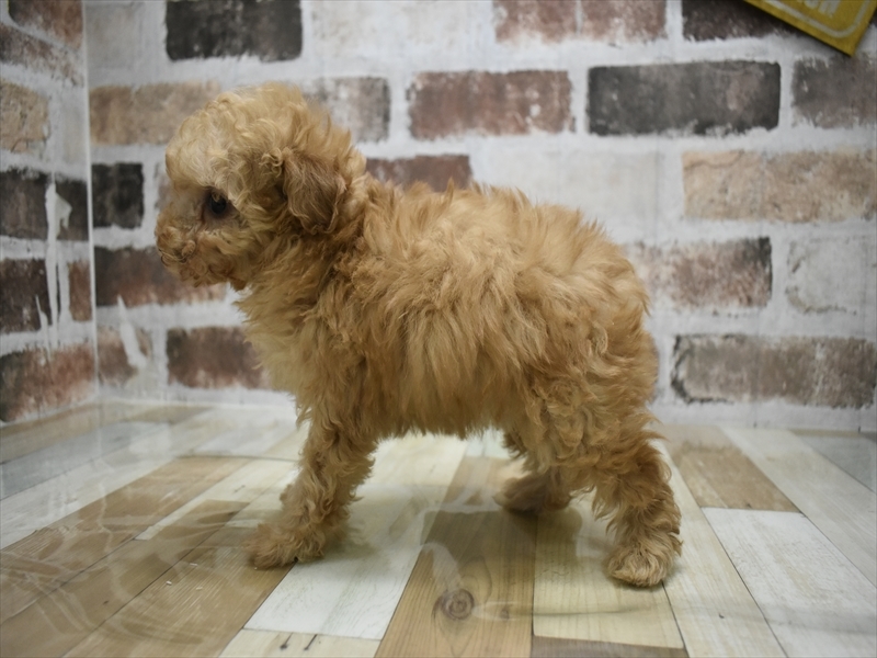 愛知県のトイプードル(トイ) (ワンラブ名古屋守山インター総本店/2025年11月29日生まれ/女の子/アプリコット)の子犬の3枚目の画像