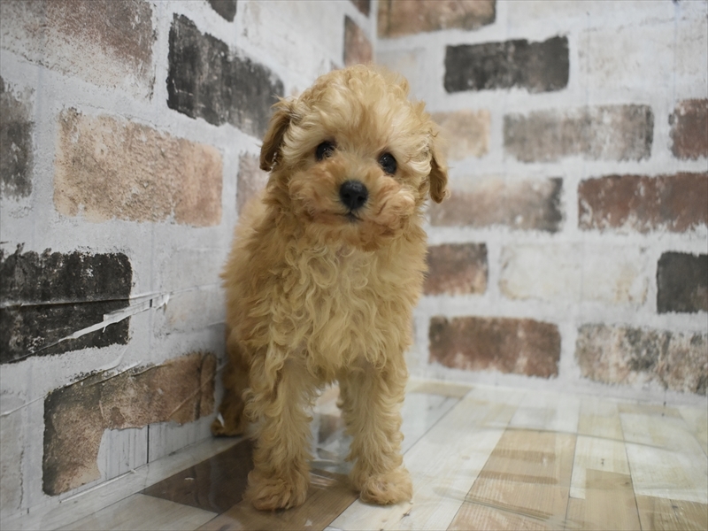 愛知県のトイプードル(トイ) (ワンラブ名古屋守山インター総本店/2025年11月29日生まれ/女の子/アプリコット)の子犬の2枚目の画像