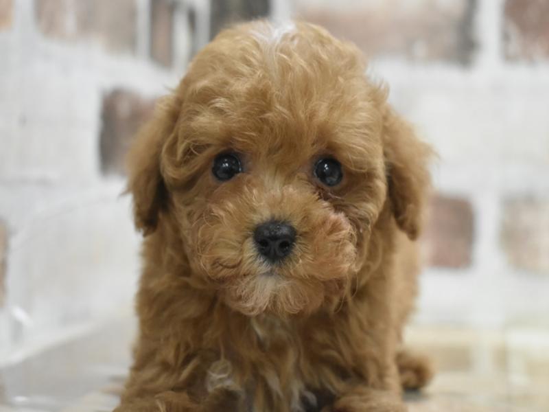 愛知県のトイプードル(タイニー) (ワンラブ名古屋守山インター総本店/2025年11月29日生まれ/男の子/レッド)の子犬の1枚目の画像