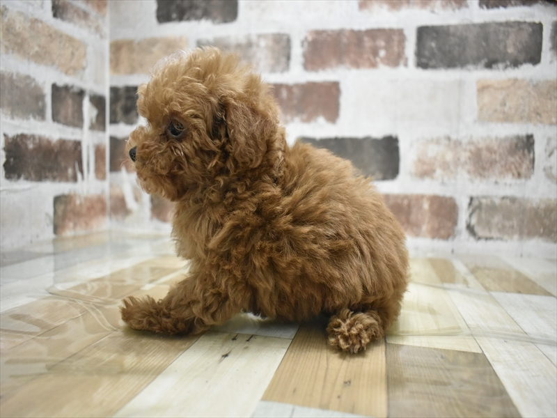 愛知県のトイプードル(タイニー) (ワンラブ名古屋守山インター総本店/2025年11月29日生まれ/男の子/レッド)の子犬の3枚目の画像