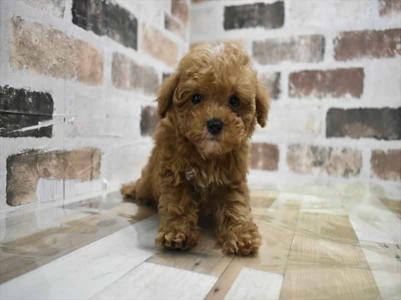 愛知県のトイプードル(タイニー) (ワンラブ名古屋守山インター総本店/2025年11月29日生まれ/男の子/レッド)の子犬の2枚目の画像