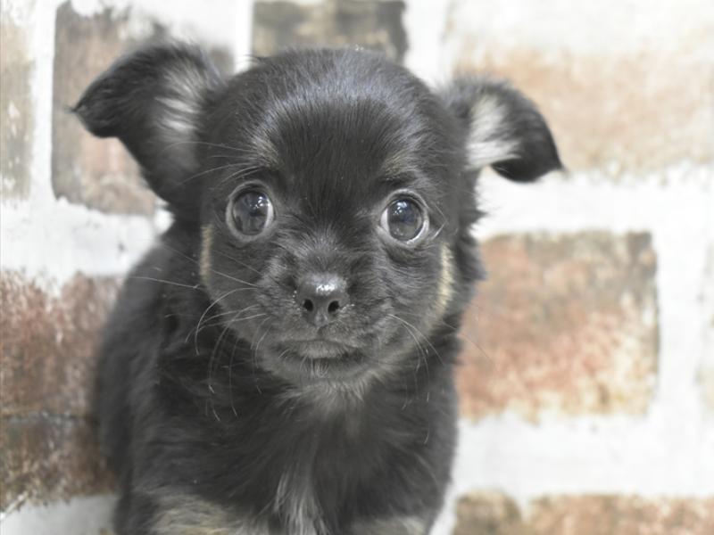 愛知県のチワワ(ロング) (ワンラブ名古屋守山インター総本店/2025年11月29日生まれ/女の子/ブラックタン)の子犬の1枚目の画像