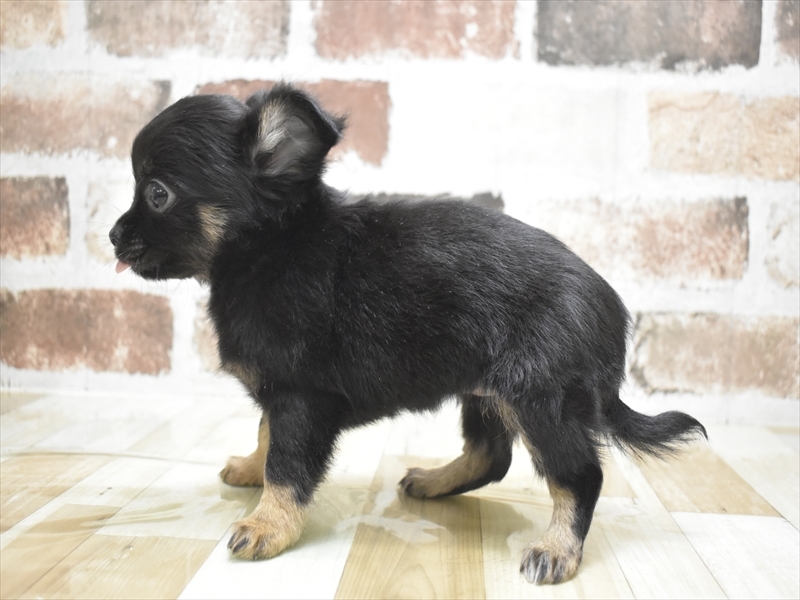 愛知県のチワワ(ロング) (ワンラブ名古屋守山インター総本店/2025年11月29日生まれ/女の子/ブラックタン)の子犬の3枚目の画像