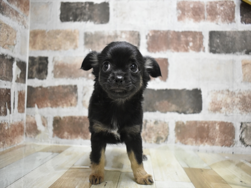 愛知県のチワワ(ロング) (ワンラブ名古屋守山インター総本店/2025年11月29日生まれ/女の子/ブラックタン)の子犬の2枚目の画像