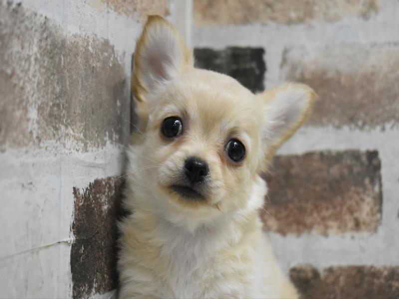 愛知県のチワワ(ロング) (ワンラブ名古屋守山インター総本店/2025年11月29日生まれ/女の子/クリーム)の子犬の1枚目の画像