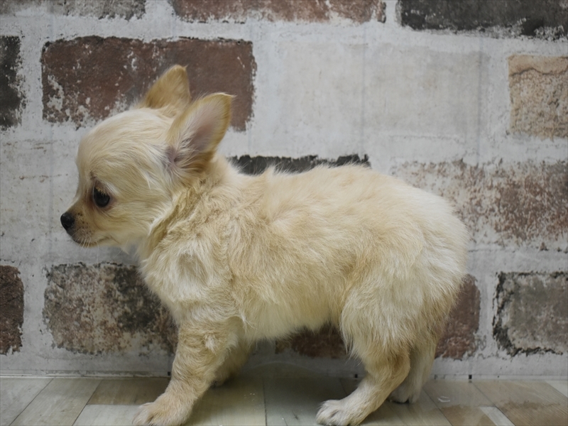 愛知県のチワワ(ロング) (ワンラブ名古屋守山インター総本店/2025年11月29日生まれ/女の子/クリーム)の子犬の3枚目の画像