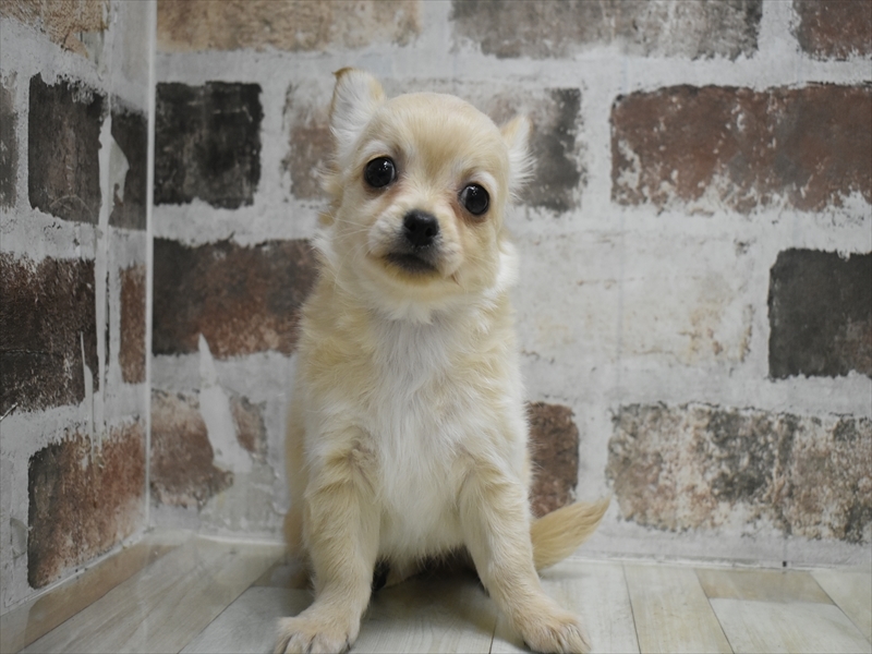 愛知県のチワワ(ロング) (ワンラブ名古屋守山インター総本店/2025年11月29日生まれ/女の子/クリーム)の子犬の2枚目の画像