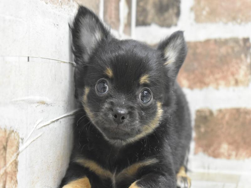 愛知県のチワワ(ロング) (ワンラブ名古屋守山インター総本店/2025年11月29日生まれ/男の子/ブラックタン)の子犬の1枚目の画像