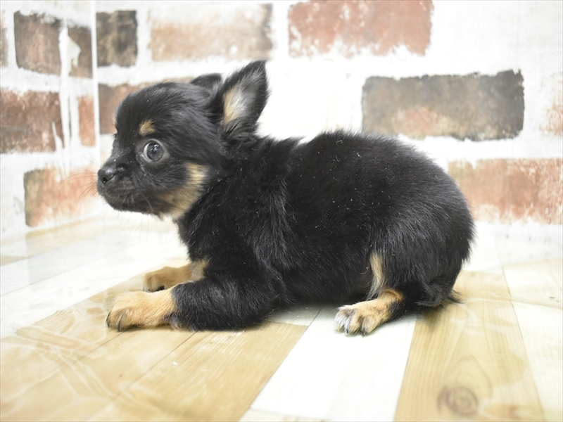 愛知県のチワワ(ロング) (ワンラブ名古屋守山インター総本店/2025年11月29日生まれ/男の子/ブラックタン)の子犬の3枚目の画像