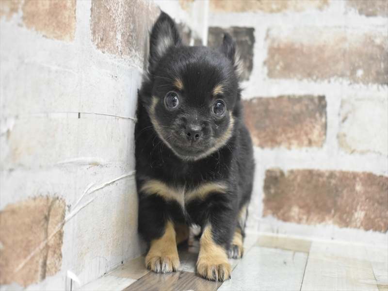 愛知県のチワワ(ロング) (ワンラブ名古屋守山インター総本店/2025年11月29日生まれ/男の子/ブラックタン)の子犬の2枚目の画像
