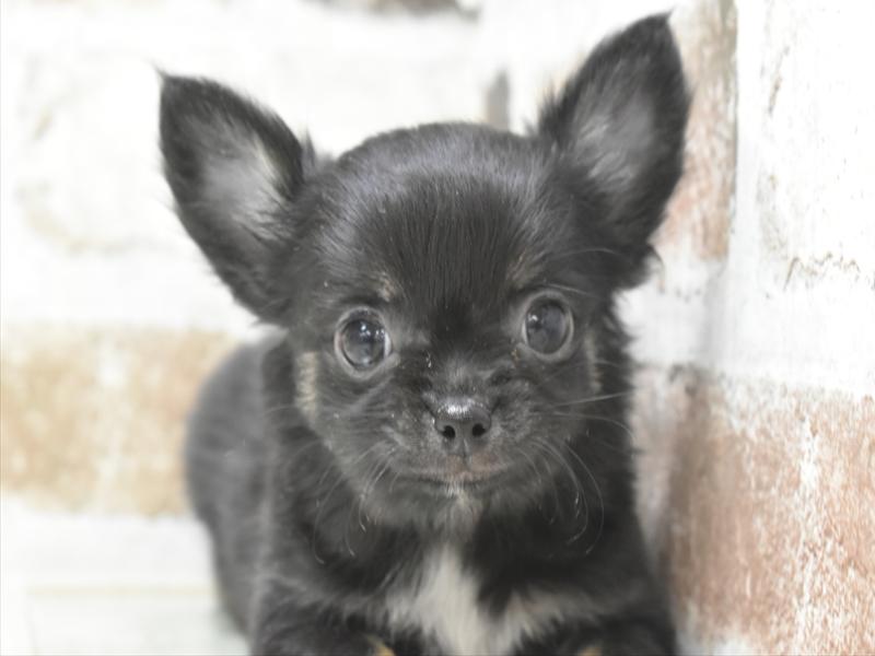 愛知県のチワワ(ロング) (ワンラブ名古屋守山インター総本店/2025年11月29日生まれ/男の子/ブラックタンホワイト)の子犬の1枚目の画像