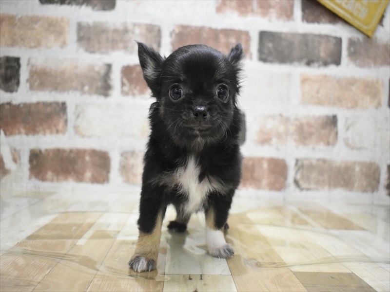 愛知県のチワワ(ロング) (ワンラブ名古屋守山インター総本店/2025年11月29日生まれ/男の子/ブラックタンホワイト)の子犬の2枚目の画像