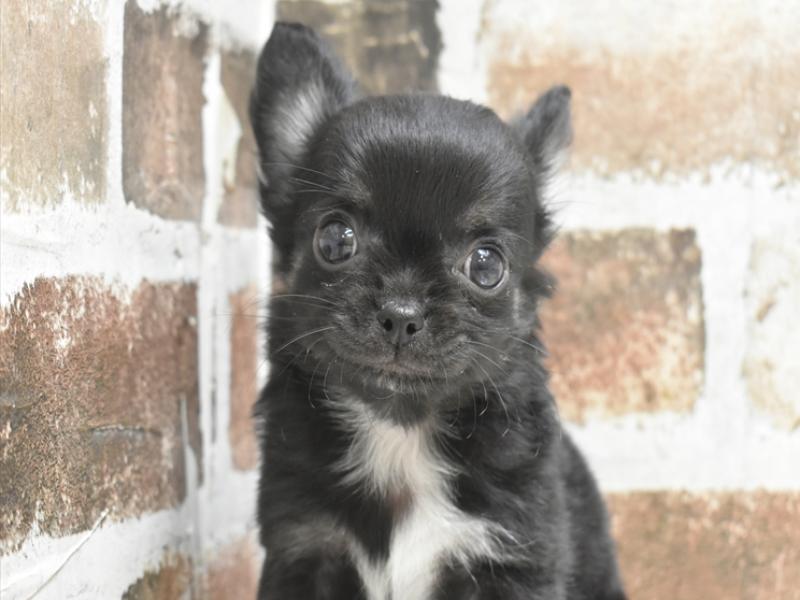 愛知県のチワワ(ロング) (ワンラブ名古屋守山インター総本店/2025年11月29日生まれ/男の子/ブラックタンホワイト)の子犬の1枚目の画像