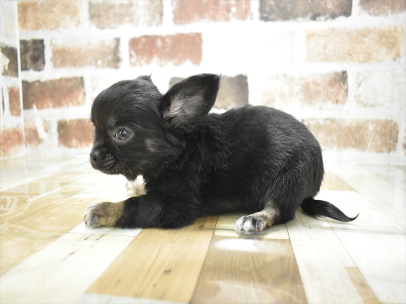 愛知県のチワワ(ロング) (ワンラブ名古屋守山インター総本店/2025年11月29日生まれ/男の子/ブラックタンホワイト)の子犬の3枚目の画像
