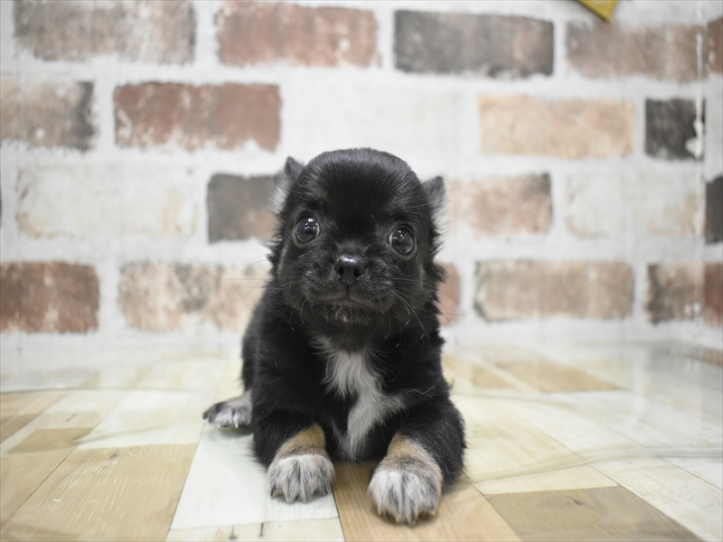 愛知県のチワワ(ロング) (ワンラブ名古屋守山インター総本店/2025年11月29日生まれ/男の子/ブラックタンホワイト)の子犬の2枚目の画像