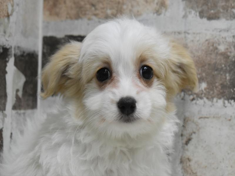 愛知県のマルプー(マルチーズ×プードル) (ワンラブ名古屋守山インター総本店/2025年11月30日生まれ/女の子/パーティーカラー)の子犬の1枚目の画像