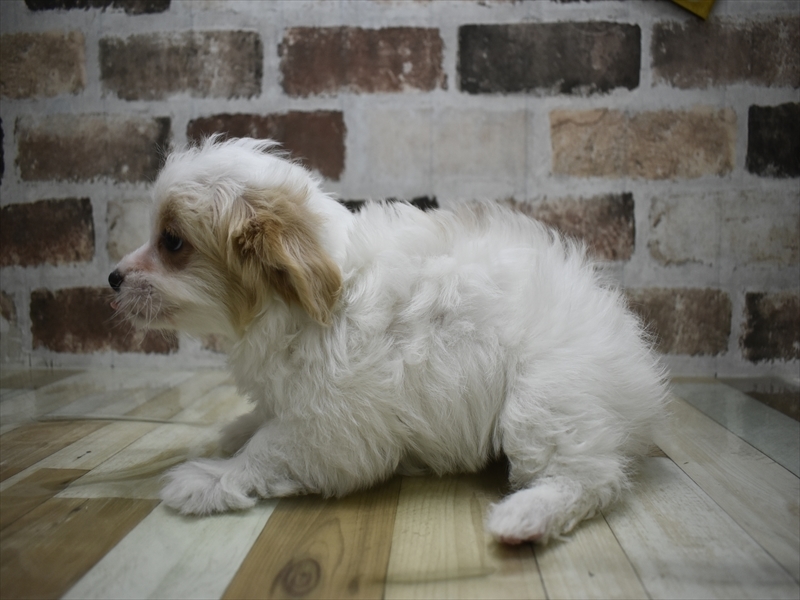 愛知県のマルプー(マルチーズ×プードル) (ワンラブ名古屋守山インター総本店/2025年11月30日生まれ/女の子/パーティーカラー)の子犬の3枚目の画像