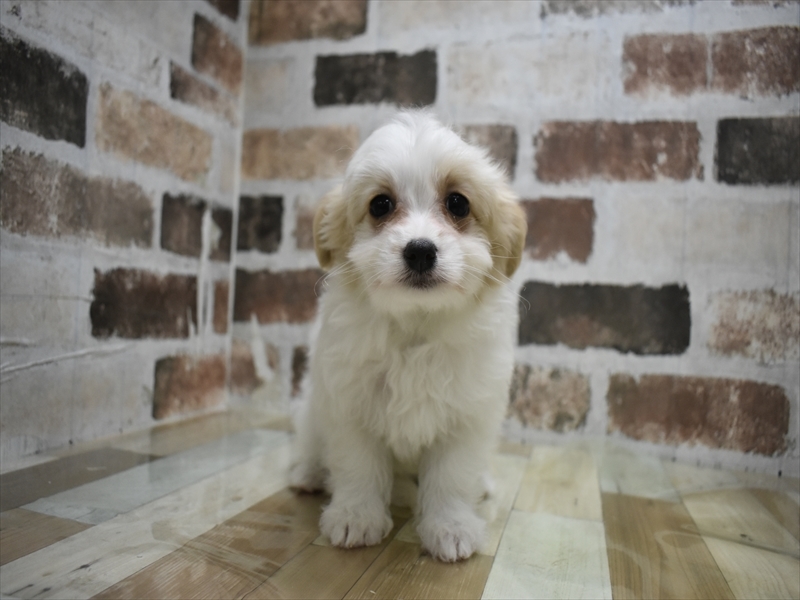 愛知県のマルプー(マルチーズ×プードル) (ワンラブ名古屋守山インター総本店/2025年11月30日生まれ/女の子/パーティーカラー)の子犬の2枚目の画像