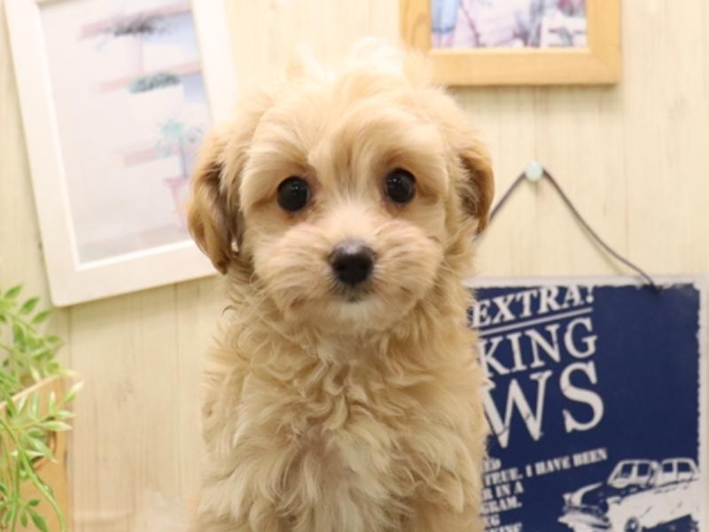 愛知県のマルプー(マルチーズ×プードル) (ワンラブ名古屋守山インター総本店/2025年11月30日生まれ/女の子/アプリコット)の子犬の1枚目の画像