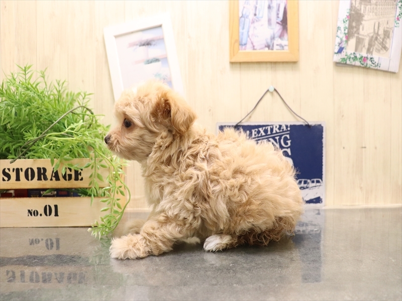 愛知県のマルプー(マルチーズ×プードル) (ワンラブ名古屋守山インター総本店/2025年11月30日生まれ/女の子/アプリコット)の子犬の3枚目の画像