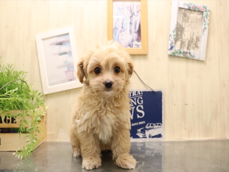 愛知県のマルプー(マルチーズ×プードル) (ワンラブ名古屋守山インター総本店/2025年11月30日生まれ/女の子/アプリコット)の子犬の2枚目の画像