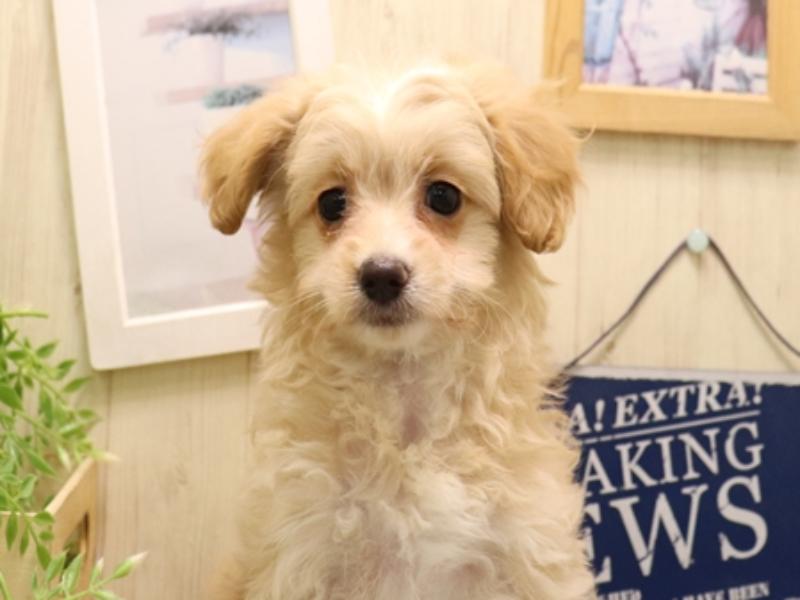 愛知県のマルプー(マルチーズ×プードル) (ワンラブ名古屋守山インター総本店/2025年11月30日生まれ/女の子/クリーム)の子犬の1枚目の画像