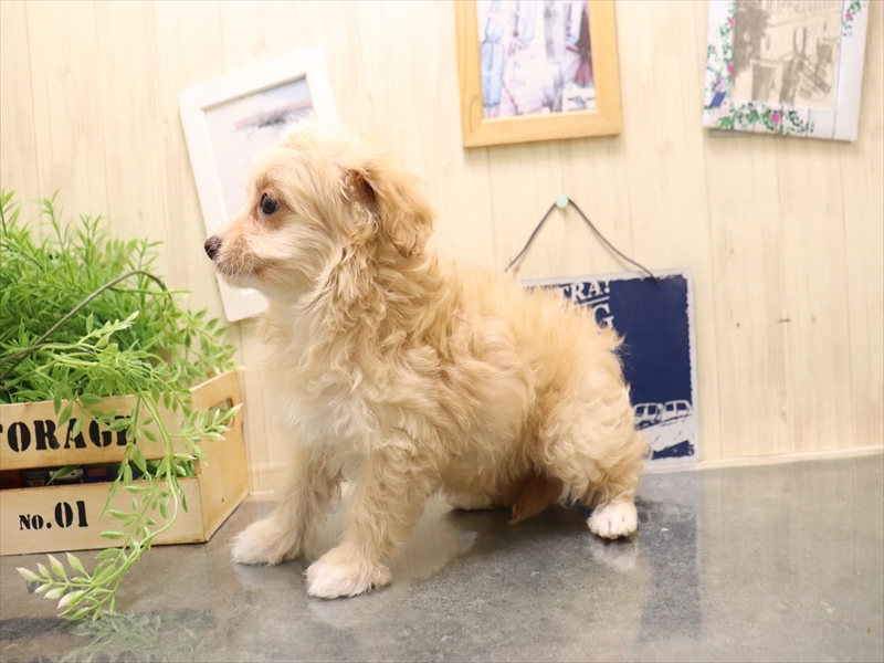 愛知県のマルプー(マルチーズ×プードル) (ワンラブ名古屋守山インター総本店/2025年11月30日生まれ/女の子/クリーム)の子犬の3枚目の画像