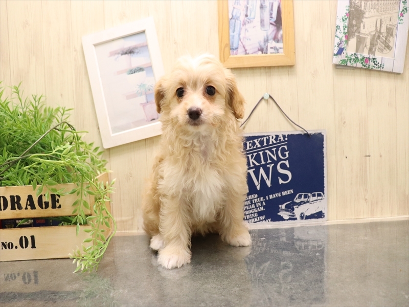 愛知県のマルプー(マルチーズ×プードル) (ワンラブ名古屋守山インター総本店/2025年11月30日生まれ/女の子/クリーム)の子犬の2枚目の画像