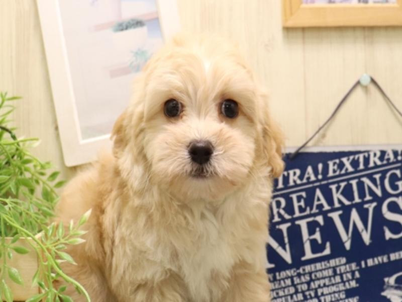 愛知県のマルプー(マルチーズ×プードル) (ワンラブ名古屋守山インター総本店/2025年11月30日生まれ/男の子/クリーム)の子犬の1枚目の画像