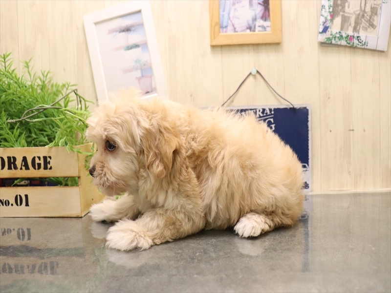 愛知県のマルプー(マルチーズ×プードル) (ワンラブ名古屋守山インター総本店/2025年11月30日生まれ/男の子/クリーム)の子犬の3枚目の画像