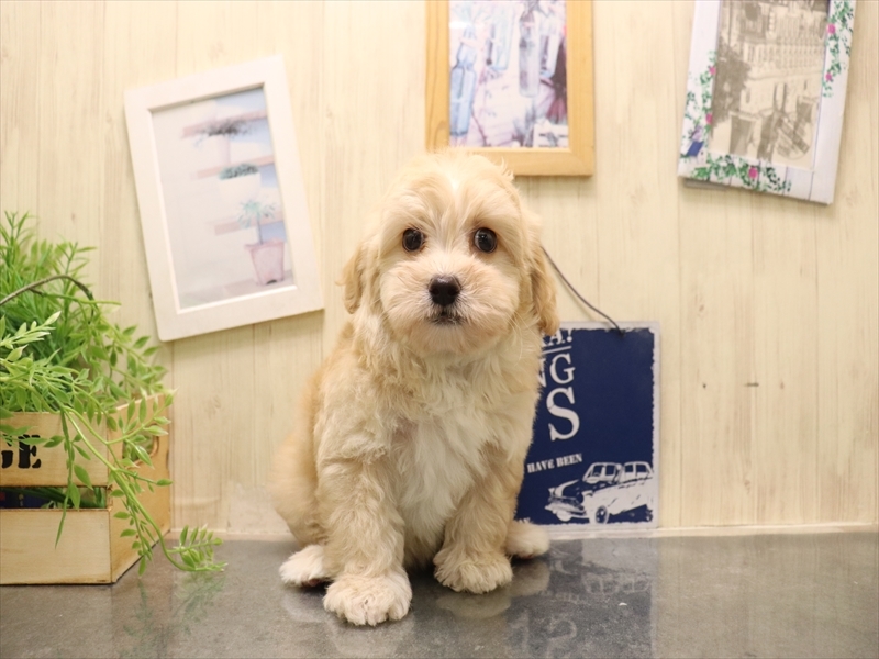 愛知県のマルプー(マルチーズ×プードル) (ワンラブ名古屋守山インター総本店/2025年11月30日生まれ/男の子/クリーム)の子犬の2枚目の画像