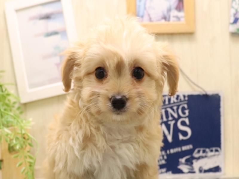 愛知県のマルプー(マルチーズ×プードル) (ワンラブ名古屋守山インター総本店/2025年11月30日生まれ/男の子/クリーム)の子犬の1枚目の画像