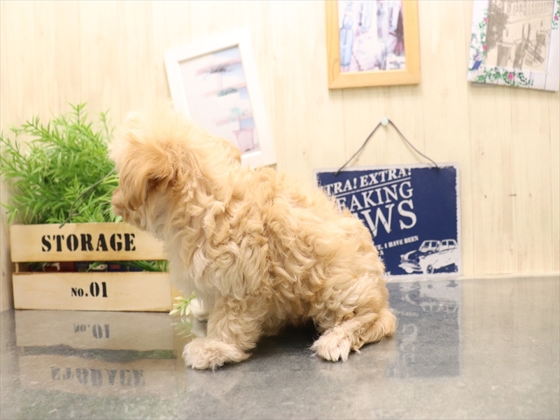 愛知県のマルプー(マルチーズ×プードル) (ワンラブ名古屋守山インター総本店/2025年11月30日生まれ/男の子/クリーム)の子犬の3枚目の画像