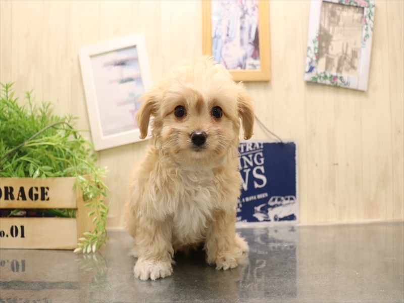 愛知県のマルプー(マルチーズ×プードル) (ワンラブ名古屋守山インター総本店/2025年11月30日生まれ/男の子/クリーム)の子犬の2枚目の画像