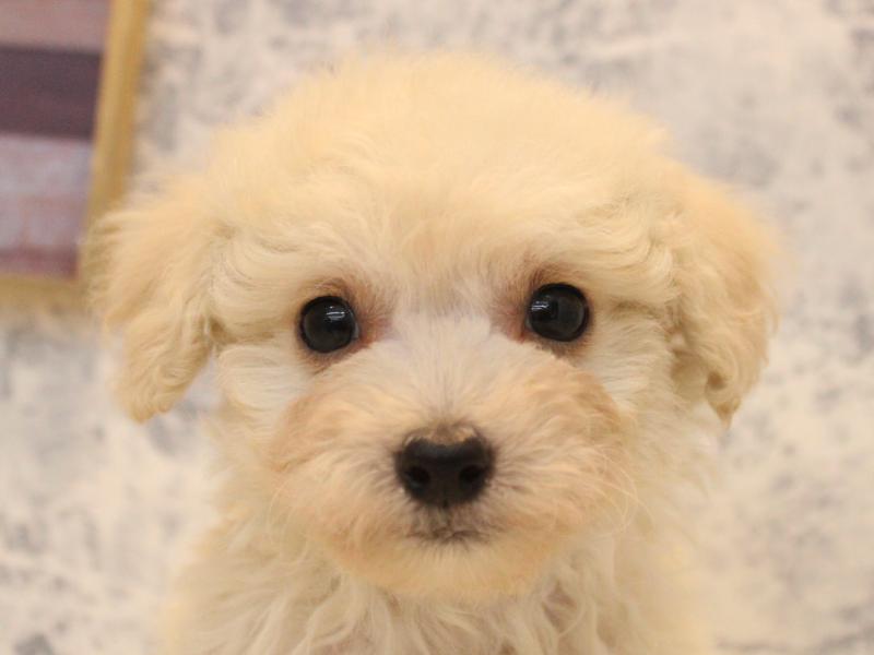 福岡県のチワプー/プーチー(チワワ×プードル) (ワンラブ福岡総本店/2025年12月1日生まれ/男の子/クリーム)の子犬の1枚目の画像