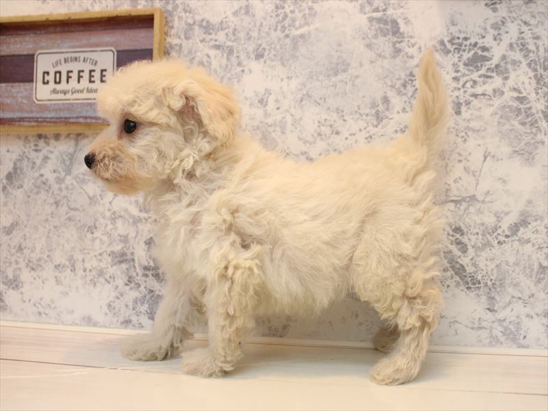 福岡県のチワプー/プーチー(チワワ×プードル) (ワンラブ福岡総本店/2025年12月1日生まれ/男の子/クリーム)の子犬の3枚目の画像